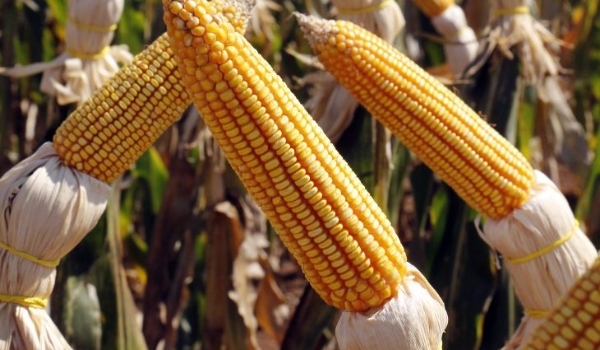 MS estima safrinha recorde de milho com alta de 80,9% na produção