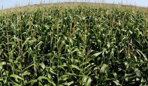 Produtores de MS contrataram R$ 15,8 bilhões em crédito rural; aumento de 16%