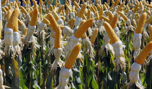 Renda agropecuária do Estado deverá ficar em R$ 76,2 bilhões no ano