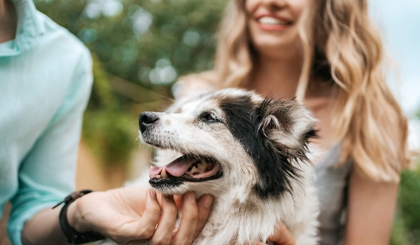 Conheça 8 cuidados que devemos ter com cães Idosos