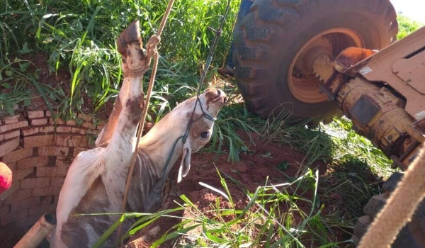 Novilha cai em poço de 8 metros e bombeiros fazem rapel para resgate