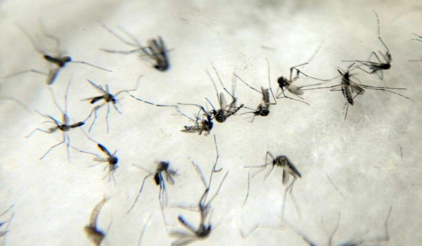 Homem de 55 anos com hipertensão é 15º a morrer por dengue em MS