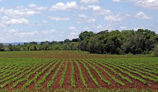 Plantio da soja em Mato Grosso do Sul segue proibido até o dia 15 de setembro