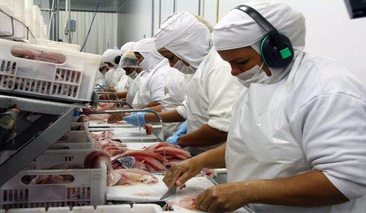 Maior exportador de tilápia do país, MS supera pandemia e vendas externas crescem