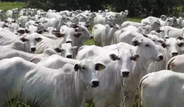 Justiça impede MS de cobrar ICMS pelo transporte de gado entre fazendas do mesmo dono