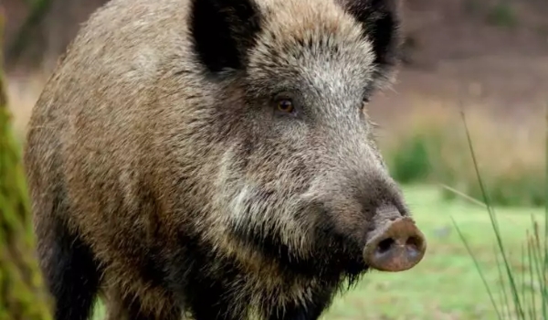 Javali é único animal que pode ser caçado por quem conseguiu certificado de CAC