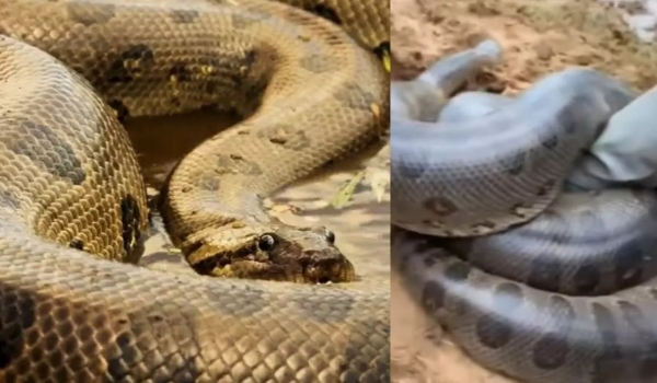Demitida? Saiba se a sucuri da novela Pantanal perdeu o emprego após 'comer' personagens
