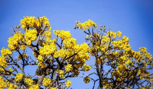 Sem trégua: quinta-feira tem previsão de calor de 36°C em MS