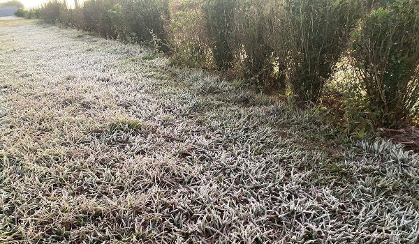 Temperatura despenca e provoca geada em 3 cidades na madrugada