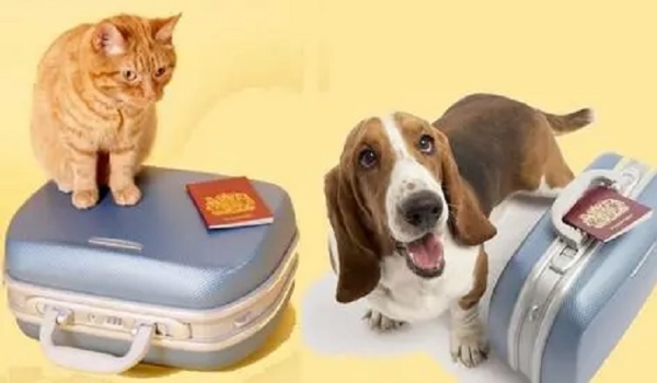 Hotel para cachorros não pode ser submetido a exigências do Conselho de Veterinária, diz Justiça Federal de MS