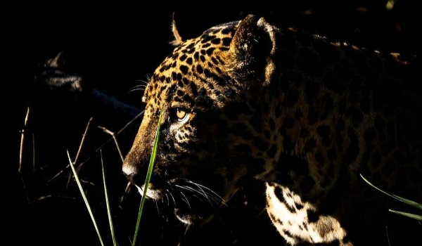 Para quem registra ‘joia da coroa do Pantanal’ cada dia é privilégio