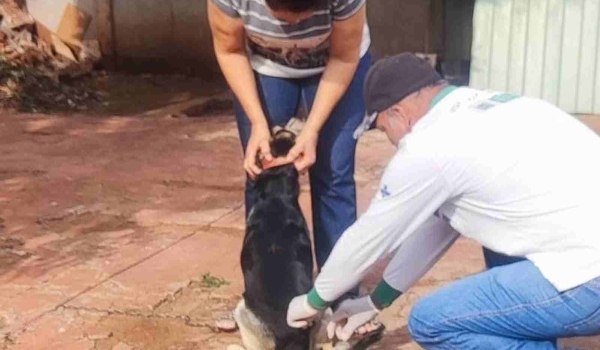 Campanha de vacinação antirrábica prioriza distritos de Dourados