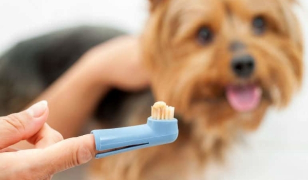 Escove os dentes para não morrer do coração