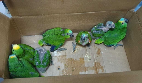 PMA multou traficantes em R$ 2,3 milhões por venda ilegal de papagaios