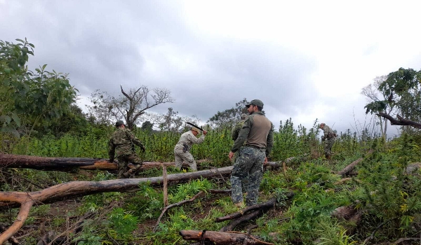 Senad e PF iniciam 33ª operação contra roças de maconha na fronteira