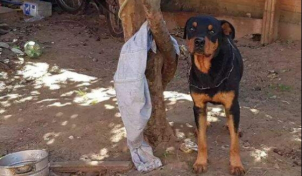 CCZ registra mais de uma denúncia de maus-tratos de animais por dia na Capital