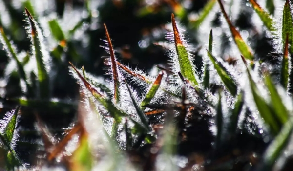 Frio não dá trégua e Mato Grosso do Sul registra mínima de 4ºC e geada