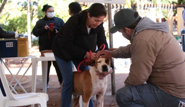 Em ação de combate a leishmaniose, prefeitura entrega 5 mil coleiras repelentes