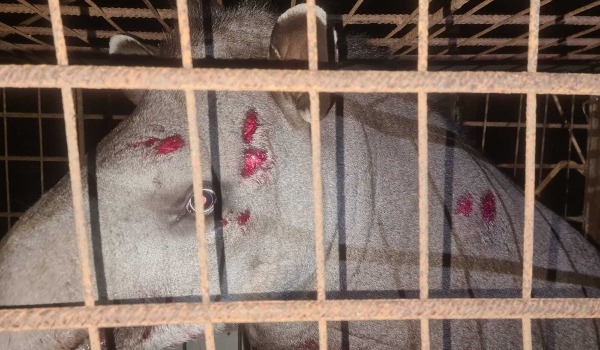 Anta de 260 kg é resgatada após ser atropelada em frente a aeroporto