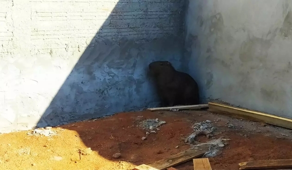Capivara é resgatada em obra de residência após ser acuada por cães