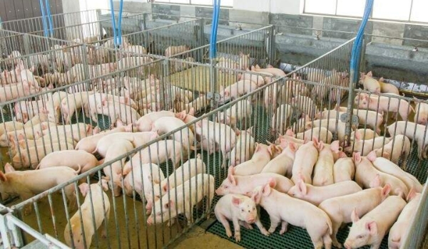 Suinocultura de MS vai receber investimento de R$ 1,5 bilhão até 2023