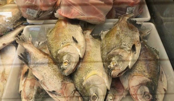 Com estoque reforçado, peixarias tentam emplacar Semana do Pescado na Capital