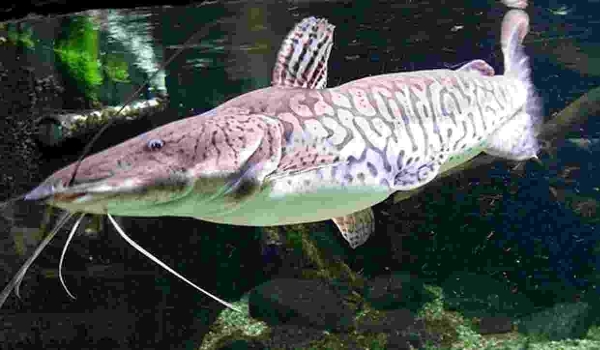 Apesar de abundante em MS, pesca do pintado está proibida a partir desta segunda-feira