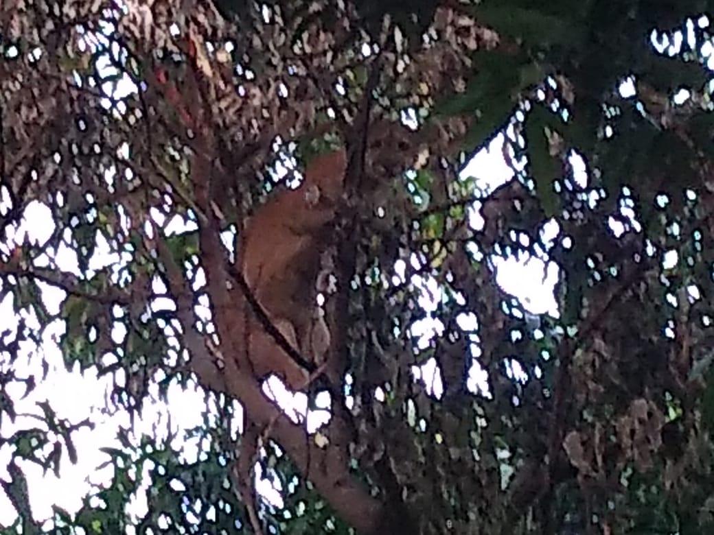 VÍDEO: Onça parda passa a noite em árvore na área central de cidade de MS