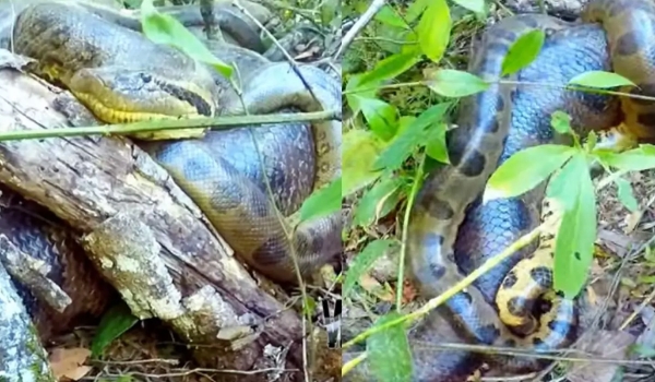 Sucuri é alvo de ataques machistas após ser flagrada acasalando com 4 machos em MS