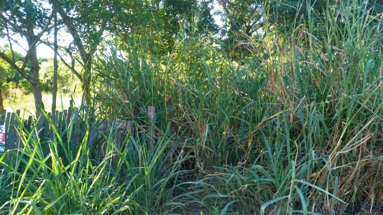 Prefeitura de Bonito registra 516 casos confirmados de dengue e alerta população