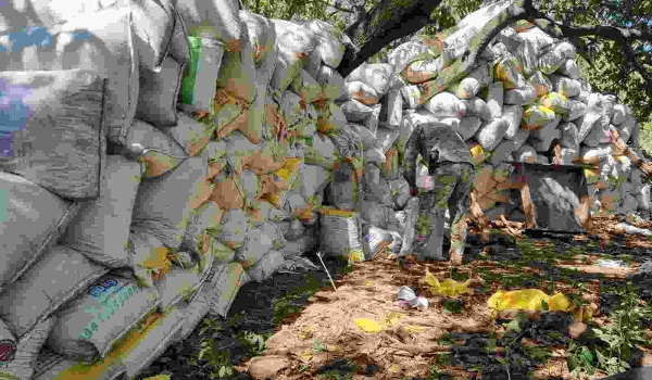 Operação em fazenda no Paraguai tira de circulação mais de 40 toneladas de maconha