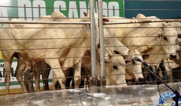 TRF barra devolução de quase R$ 1 milhão de leilão de fazendeiros 