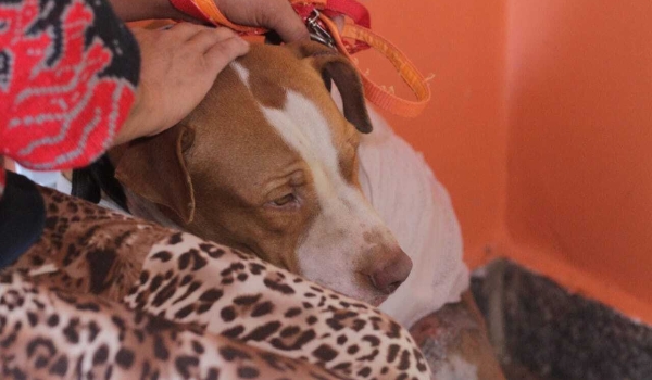 Justiça nega pedido de dono para reaver Thor, cão arrastado por veículo
