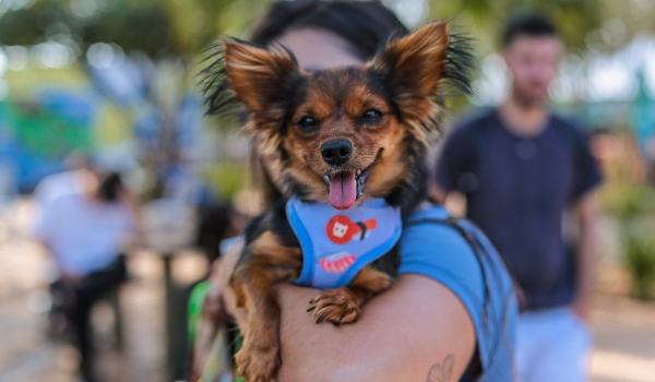 Campão Cultural terá feira pet com produtos, serviços e adoção de animais