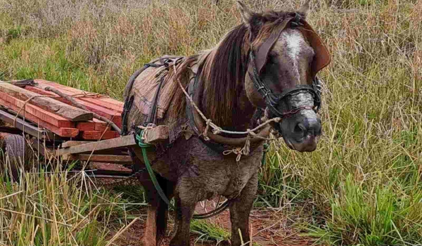 Dupla abandona carroça com ‘peroba’ ilegal em Itaquiraí