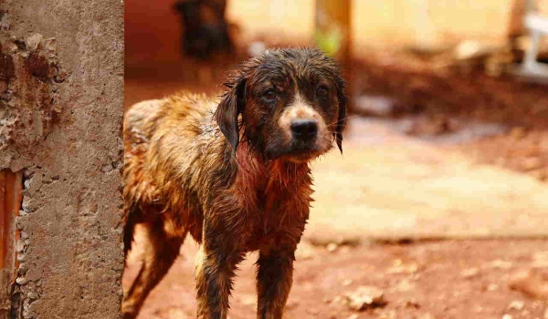 Clínicas veterinárias e loja de produtos pets devem divulgar cartazes para denúncia de maus-tratos em MS