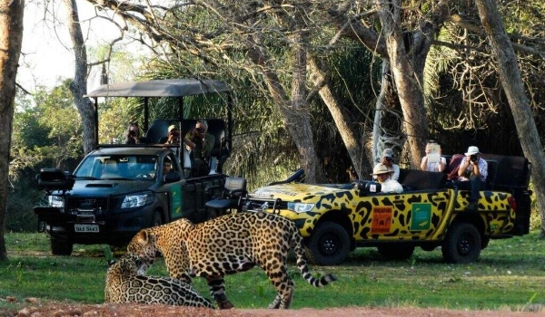 Do Pantanal ao Jalapão, as opções de safáris no Brasil