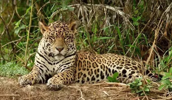 Ação humana reduz habitat da onça-pintada e ameaçam espécie no Pantanal 