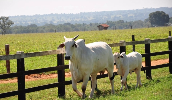 Pecuária perde espaço na economia, mas Mato Grosso do Sul segue 5° exportador de carne
