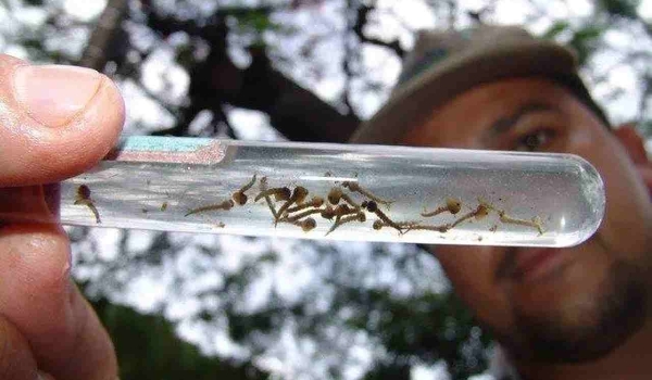 Bebê de 8 meses morre por dengue e Mato Grosso do Sul chega a 20 óbitos pela doença