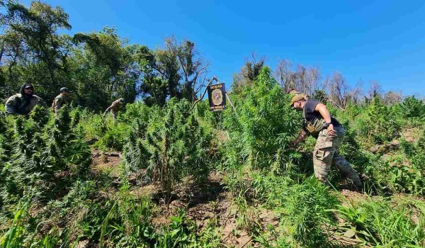 Polícia paraguaia desarticula centro de produção com mais de 25 toneladas de maconha