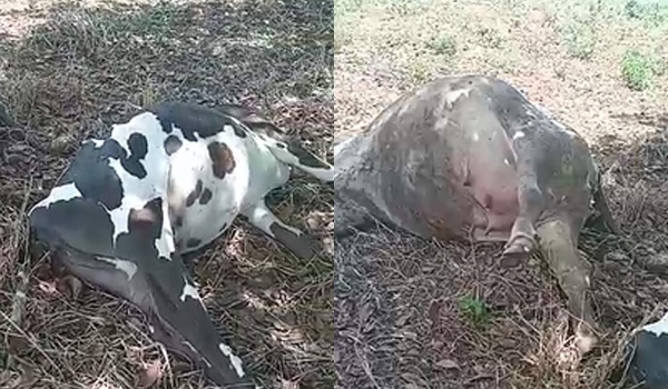 Fazendeiro perde R$ 25 mil, após gado ser atingido por raio