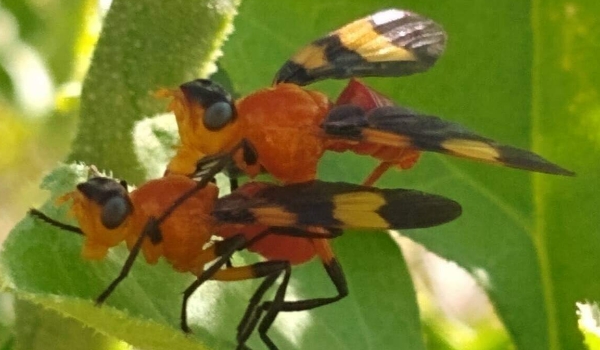 Cientista de MS encontra espécie rara de mosca 