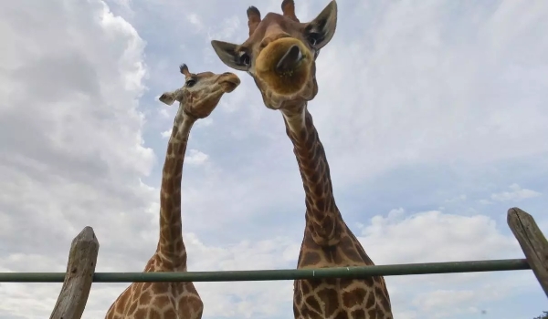 PF indicia 4 pessoas por crimes associados à importação de 18 girafas