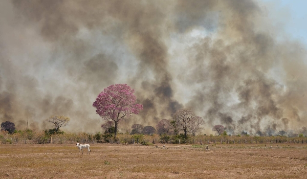 Dia do Pantanal: recuperação do bioma após queimadas pode demorar décadas