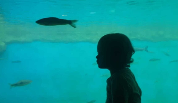 Com distribuição de 1,2 mil senhas, Bioparque funciona normalmente neste feriado