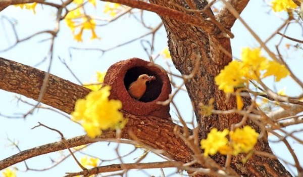 Domingo será quente, abafado, com pancadas de chuva