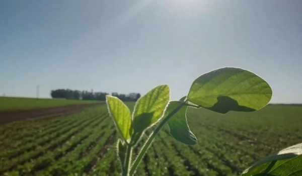 MS perde área dedicada à pecuária em 10 anos, mas espaço para soja cresce 78%
