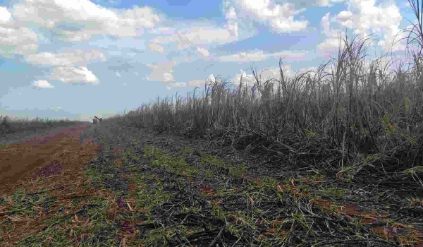 Usina de Rio Brilhante é multada em R$ 163 mil por incêndio em plantação de cana-de-açúcar