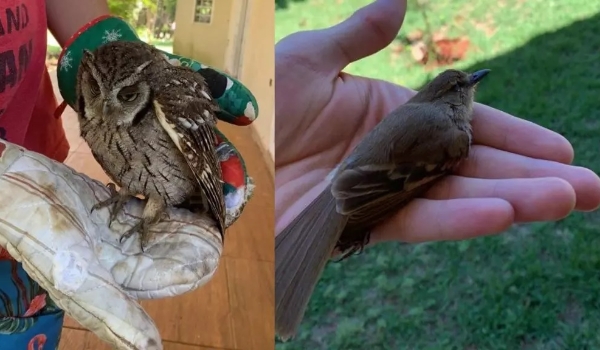 Tucano 'rouba' filhote para se alimentar, derruba ninho e sobrevivente é levado para o Cras